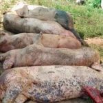 Focar de pestă porcină africană în comuna gălăţeană Bălășești