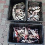 Peste 80 kilograme de peşte, confiscate de polițiștii de frontieră