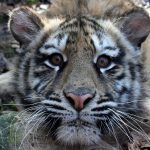ANUNȚ CIUDAT: „Pozele de la Zoo pot fi publicate pe Facebook, numai cu acordul conducerii”