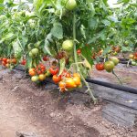 Primele tomate oltenești, testate pentru depistarea pesticidelor. Care sunt rezultatele/ FOTO