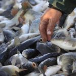 Percheziții în toată țara, inclusiv la Giurgiu. 30 de tone de pește, confiscate