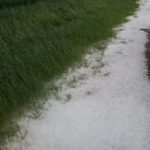 Mii de culturi de grâu și rapiță distruse de grindină, în județul Giurgiu