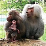 FOTO| Locatar nou la Grădina Zoologică din Hunedoara. S-a născut un pui de babuin
