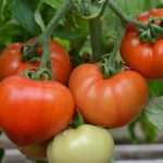 Subvenția pentru tomate, schimbată. Fermierii doljeni vor avea mai mult timp la dispoziție pentru a-și valorifica produsele