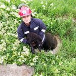 Un cățel căzut într-un canal a fost salvat de pompierii mureșeni