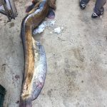 Cum era „preparat” peștele traficat în România: „dacă se strica era marinat sau spălat cu oţet”
