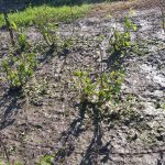 FOTO. Culturi de cereale și grădini distruse în județul Dolj, după ploaia cu grindină de marți seară