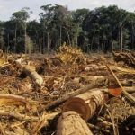 Peste 15.000 mc material lemnos, tăiat ilegal din pădurile din Bistrița-Năsăud, în 2018! De unde s-a furat cel mai mult
