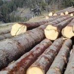Amenzi de 13 mii de lei și confiscarea a 13 metri cubi de lemn la două depozite din Cluj