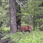 VIDEO Cerb filmat în sălbăticie, într-o pădure din Parcul Național Călimani