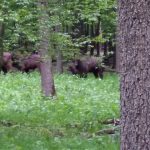Turma de zimbri din Parcul Natural Vânători-Neamț apără un pui de privirile curioșilor(VIDEO)