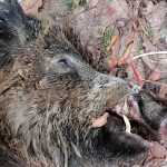 Pesta porcină africană se extinde pe fondurile de vânătoare din județul Giurgiu