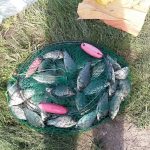 VIDEO Percheziții de amploare în România, inclusiv în Prahova. Peste 30 de tone de pește impropriu consumului confiscat!