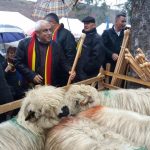 Dăncilă și Daea, invitați să urce oile la munte, în Gorj