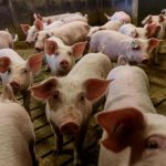 DSVSA: În județul Satu Mare nu mai există nici un focar activ de Pestă Porcină Africană în gospodăriile populației