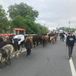 Protest inedit pe DN1! Un prahovean a vrut să-și ducă vacile în fața Prefecturii Prahova, dar s-a ales cu mai multe amenzi