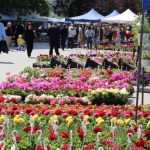 Zeci de expozanţi şi-au anunţat prezenţa la Expo Flora 2019, care se desfăşoară în centrul Slatinei, la finalul lunii