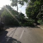 Circulația pe o stradă din Craiova, închisă din cauza unui copac doborât de vânt