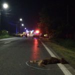Video | O persoană a decedat și alte 4 au fost rănite în urma unui accident rutier provocat de un câine