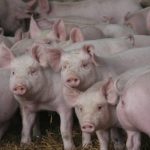 Pesta porcină se extinde într-o localitate din Dolj. „Se trece la eutanasiere“