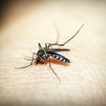 Vremea capricioasă a favorizat înmulțirea necontrolată a țânțarilor în Slobozia