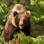 Urșii dau târcoale. O persoană a sunat la 112 și a anunțat că a văzut trei animale într-o zonă din apropierea municipiului Bistrița