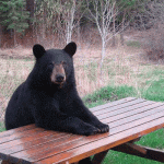 La Balvanyos turiștii iau masa pe terasă cu urșii. Animalele intră în gospodării și de 3-4 ori pe zi