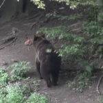 Ursul apărut de câteva zile în zona Alba Iulia a  atacat o gospodărie. Au fost trase focuri de armă