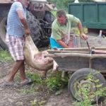 Dosare penale pentru doi bărbați care au încercat să fure porcii sacrificați într-un focar de pestă