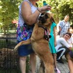 Opt câini au fost adoptați la târgul din Parcul „Nicolae Romanescu” din Craiova