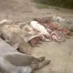 Uciderea preventivă a porcilor din Teleorman se mută în Cervenia