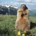 VIDEO| Întâlnire cu o marmotă, în Parcul Național Retezat