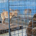 Petiție împotriva eutanasierilor din adăpostul de câini din Suceava