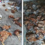 Peste o sută de găini, raţe şi iepuri au fost ucise de sălbăticiuni într-o gospodărie din Somova
