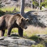 Proiect votat de Senat: Urşii vor fi vânaţi la liber