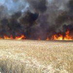 Lan de grâu cuprins de flăcări în comuna Banca – VIDEO