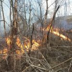 Incendiu de pădure pe o suprafaţă de 250 de hectare