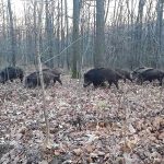 Mistreți pozitivi cu pesta porcină africană în 11 fonduri de vânătoare din județul Călărași