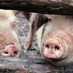 Focare noi de pestă porcină africană, la Braniştea şi Şendreni