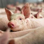 Măsurile DSV în privința stârpirii pestei porcine: rază de 10 km de protecție în jurul focarelor