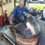 Pește uriaș, de peste 2,5 metri, prins în râul Someș, la Satu Mare