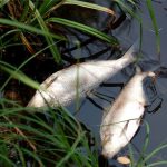 Societatea din cauza căreia au murit pești în râul Timiș, amendată