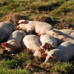 Peste 50 de porci, uciși preventiv la stâna de la Ianca. O parte din ei nu erau înregistrați