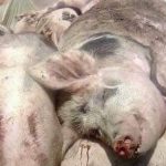 Focar de pestă porcină africană, confirmat la Valea Dragului