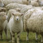 Tânăr din Bistrița, reținut pentru înșelăciune!  A cumpărat câteva sute de oi din Vâlcea și a „uitat” să le plătească