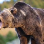 VIDEO| Urs filmat în Parcul Național Retezat, în timp ce se hrănește