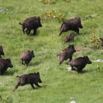 Alertă în Giurgiu: Focarele de pestă porcină africană se extind pe fondurile de vânătoare