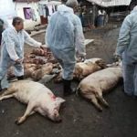 Epidemia de pestă porcină africană se extinde și în alte localități din județul Giurgiu
