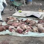 Mii de porci domestici uciși în mai multe localități, autorități în alertă