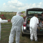 Arad: AUDIO Măsuri speciale pentru prevenirea gripei aviare în Arad. Ce trebuie să facă propretarii de păsări și ce controale desfășoară autoritățile